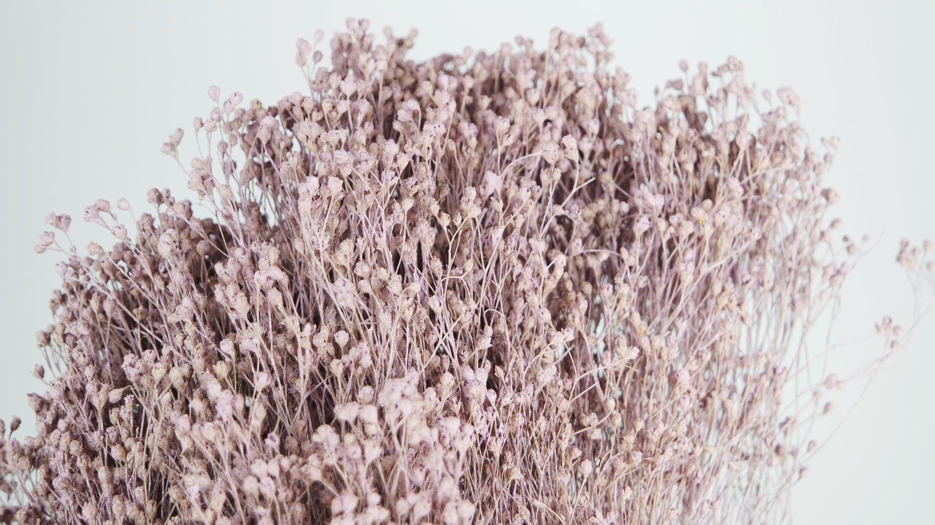 Dried Flowers Wholesale