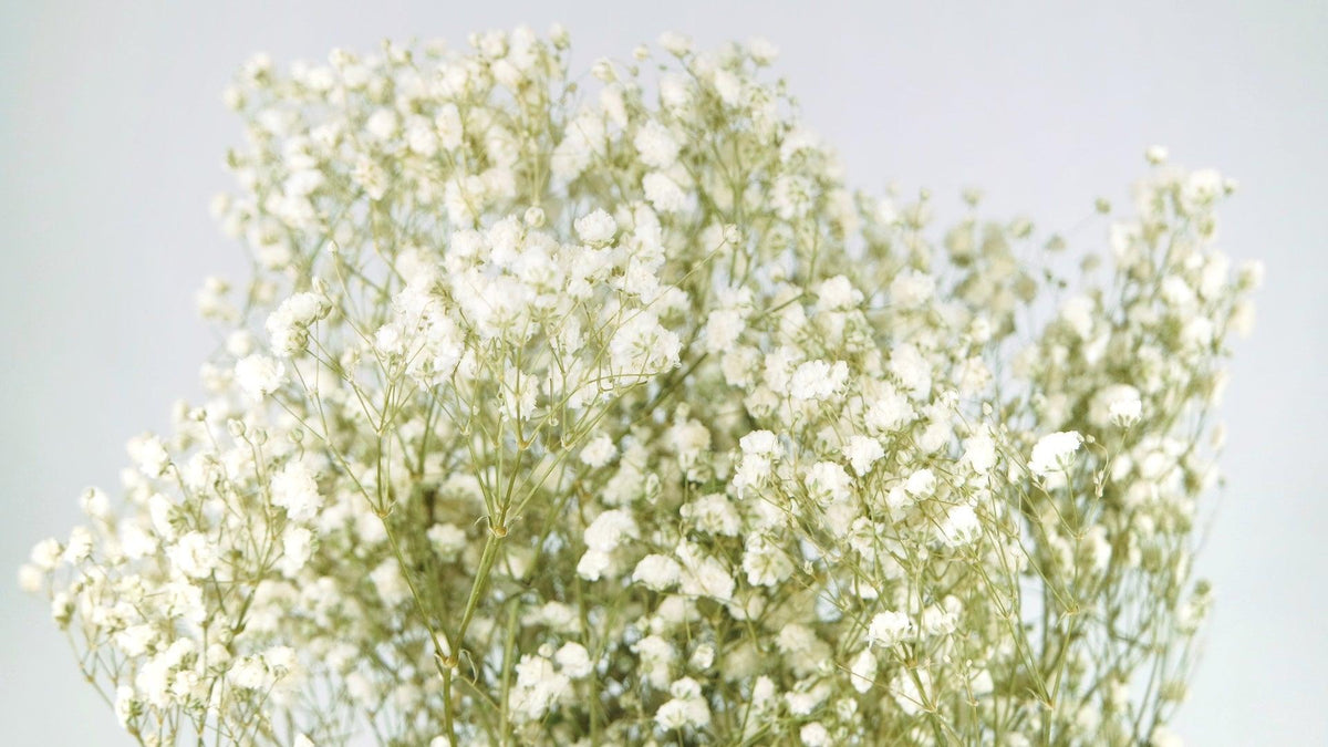 Gypsophila essiccata, floristica secca, Gypsophila White  L64cm 20g-41471-045