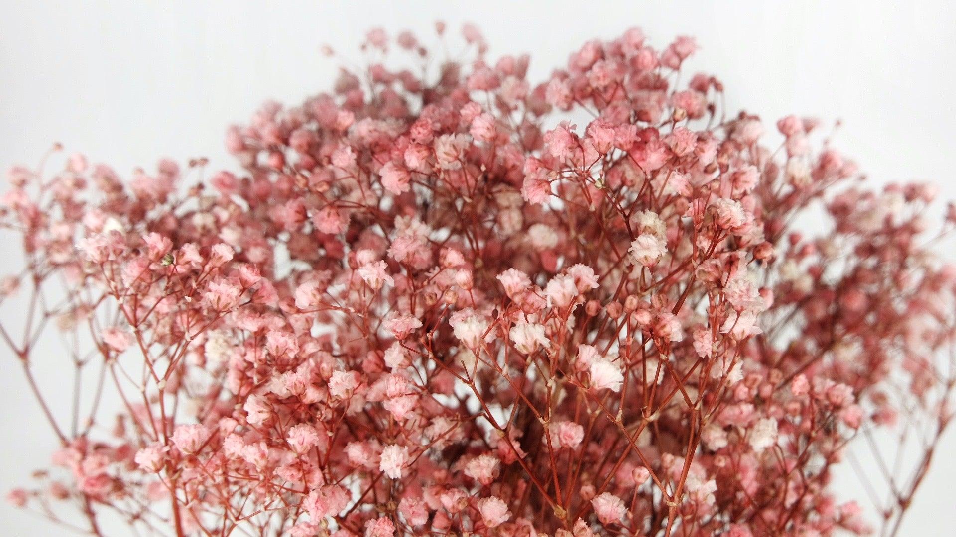 Gypsophile stabilisé rose - Si-nature