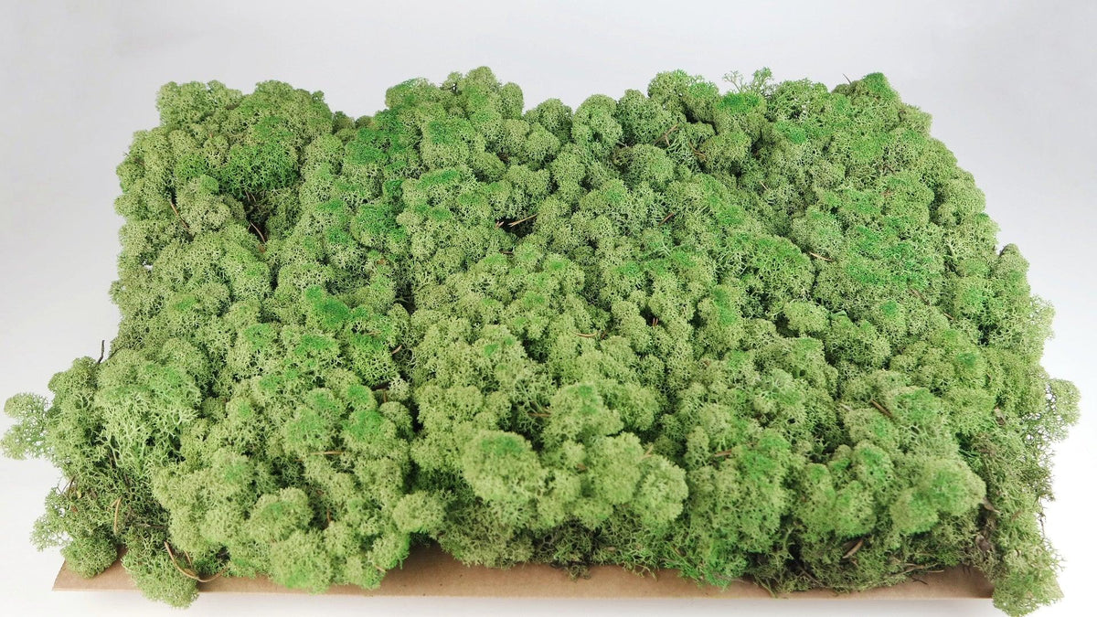 Preserved Reindeer Moss, Lichen Sheets in Bulk at Wholesale Prices - NewPro  Containers