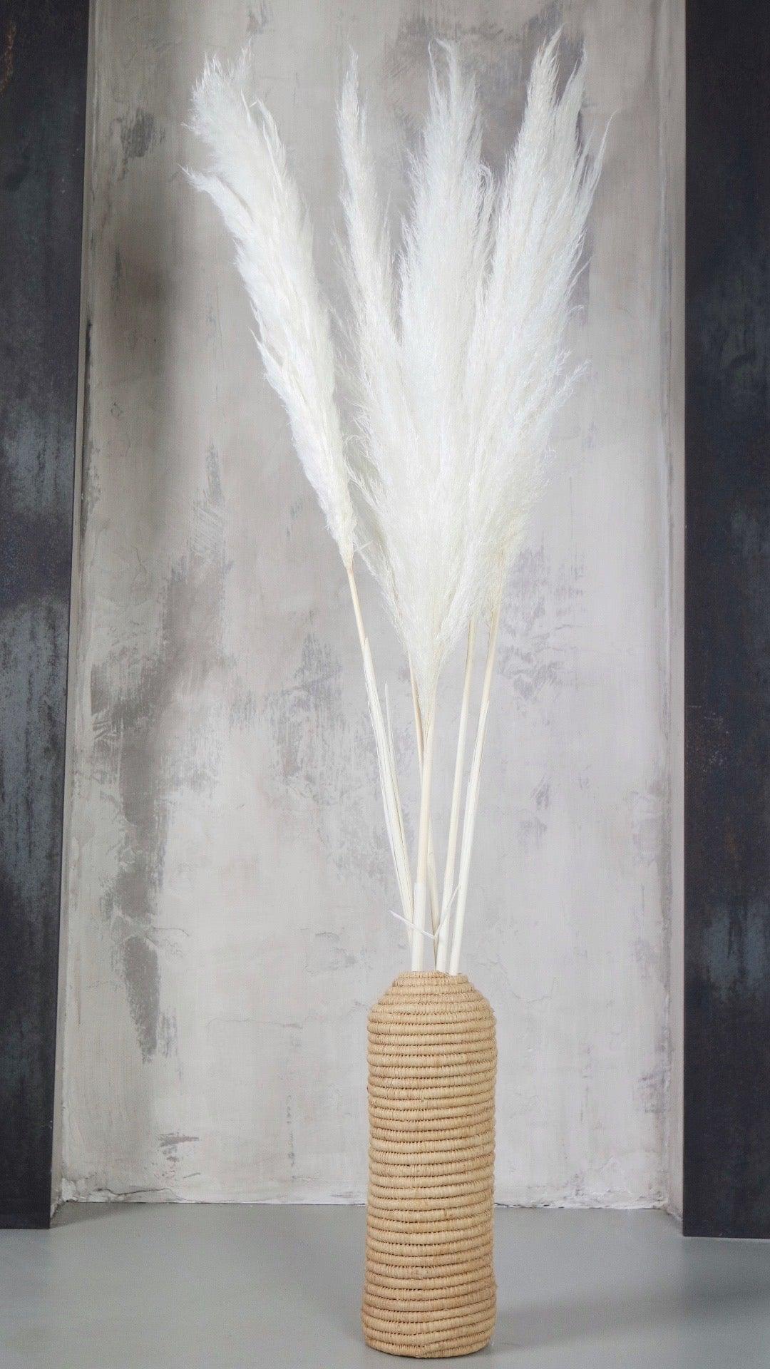 Tall pampas grass -  Italia