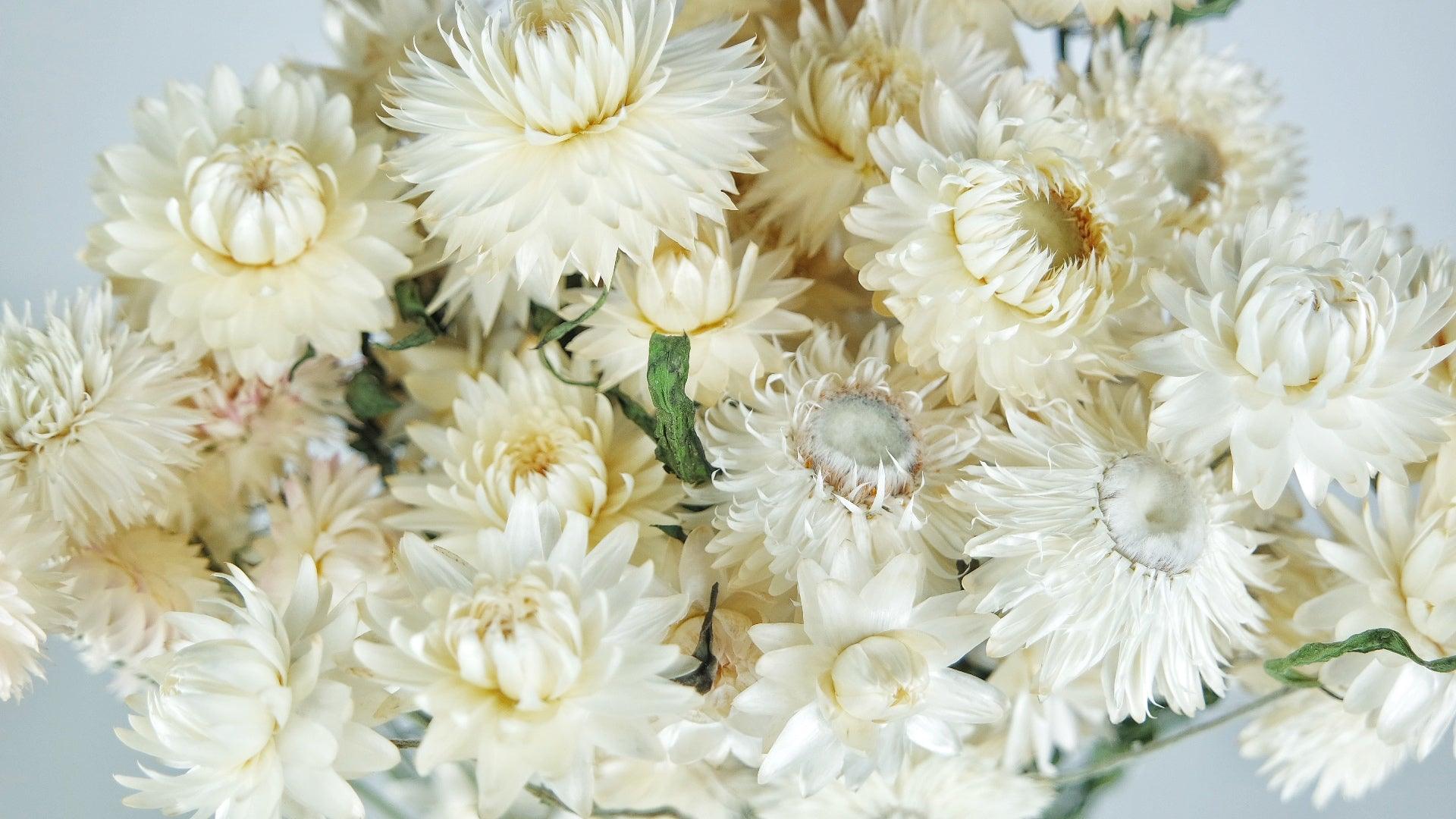 Bunch of ivory strawflowers, outlet ivory strawflowers, ivory flowers, ivory dried flow