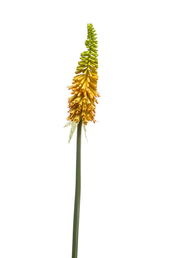 Kniphofia artificial - 1 tallo - amarillo