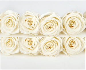 Preserved roses Kiara 5 cm - 8 rose heads - Pearl white