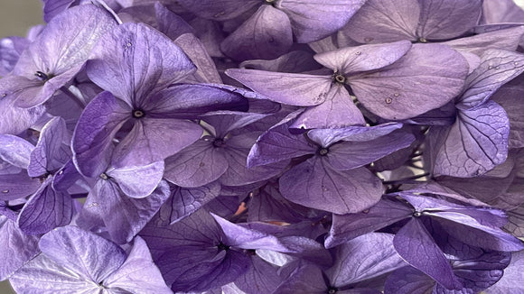 Hortensia stabilisé Kiara - 1 tête - Lavender