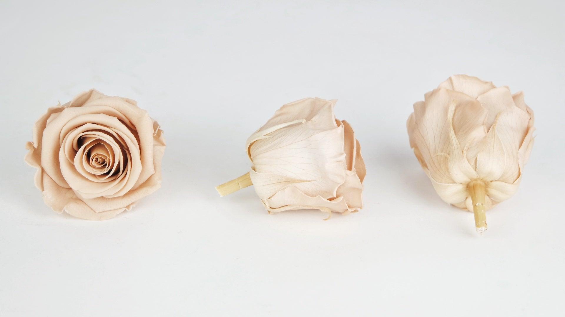 Kiara roses preserved nude - Si-nature wholesale